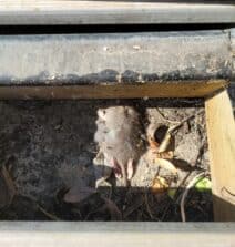 terrasse-Bordeaux-rat