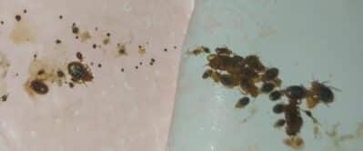 invasion punaises de lit