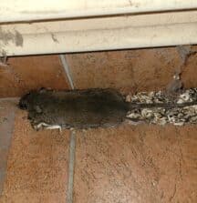 rat sous la cuisine à Eysines